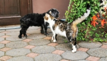 Tipps für die perfekte Tierarzt-Website